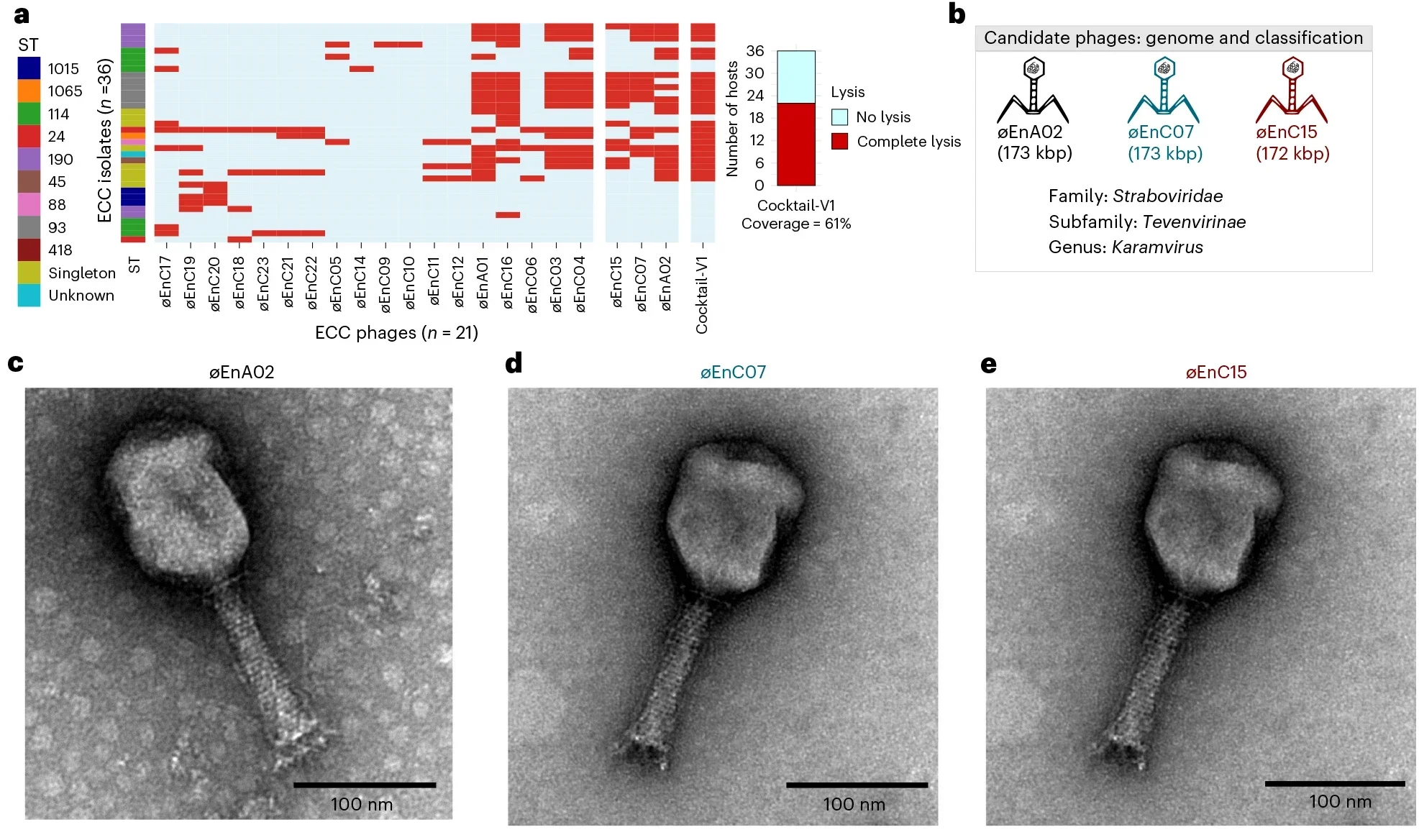 Formulation and characterization of a 3-phage combination.