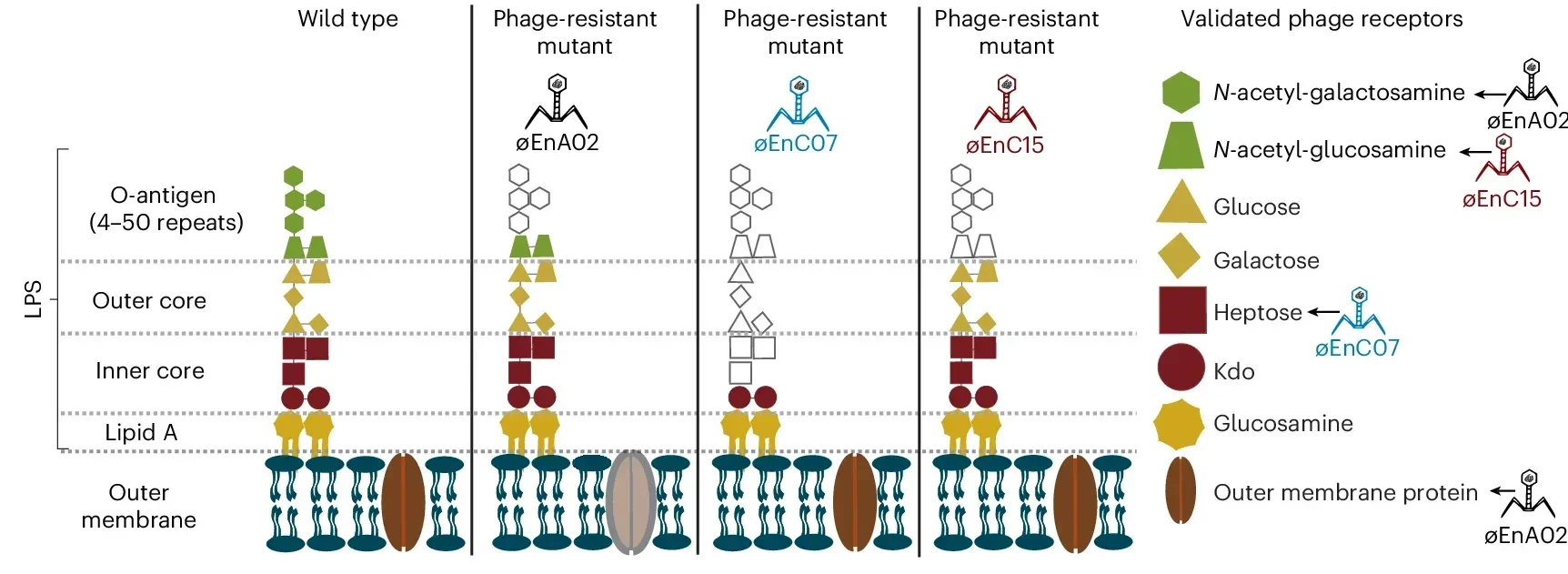 Receptors of three phages of cocktail-V1.