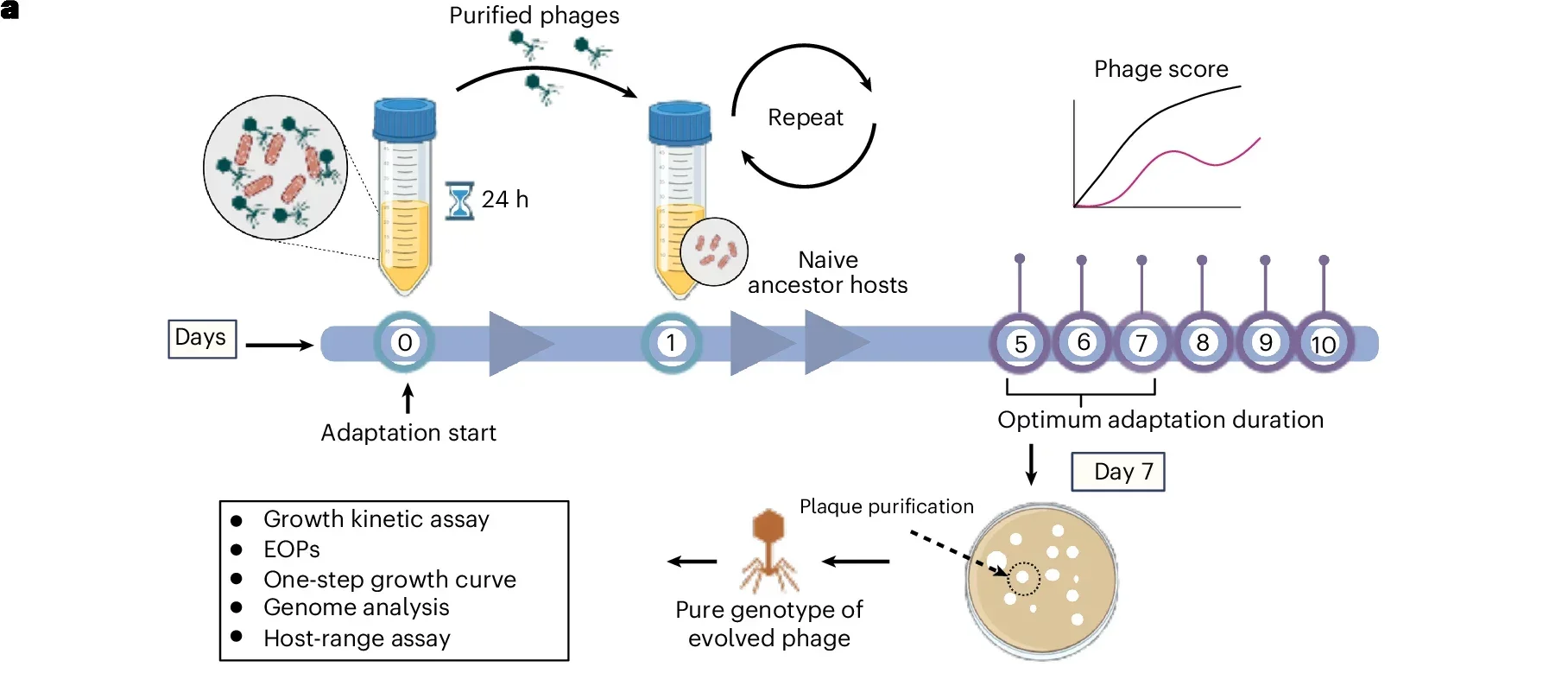 Phage adaptation and its effect on phage infectivity.