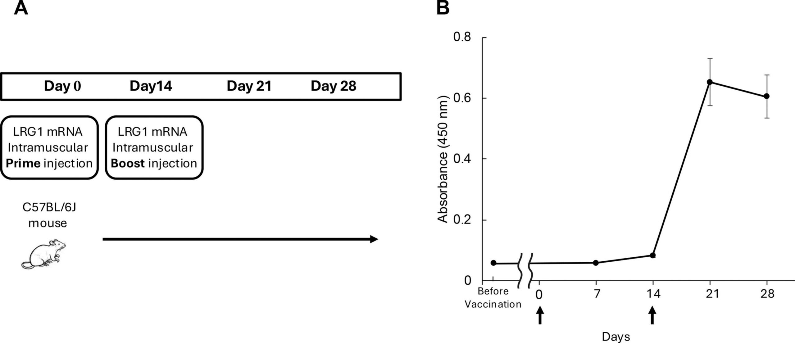 LRG mRNA vaccination induces humoral immunity against LRG-1.