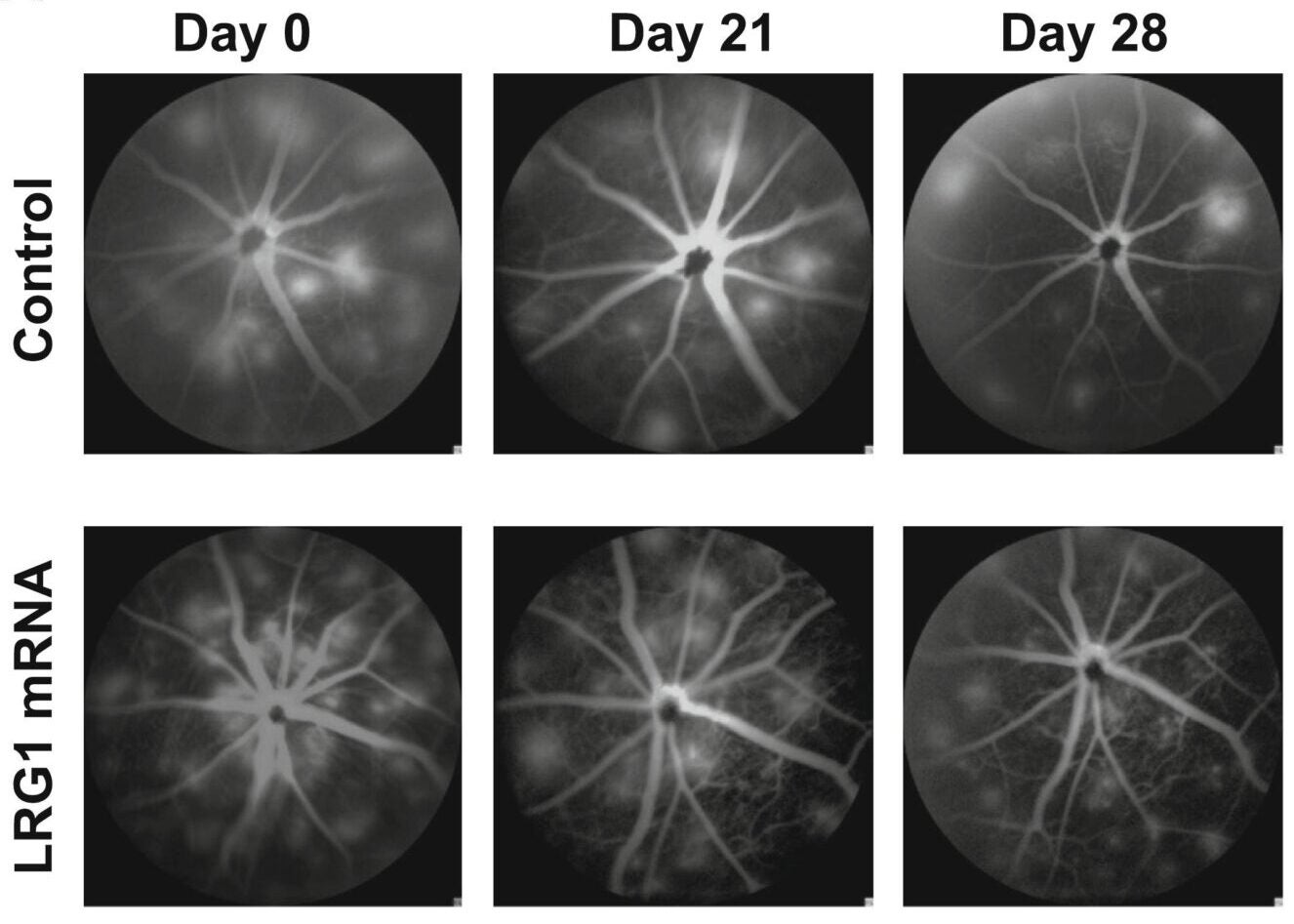 Representative fluorescein angiography images on days 0, 21, and 28 after the first vaccination.
