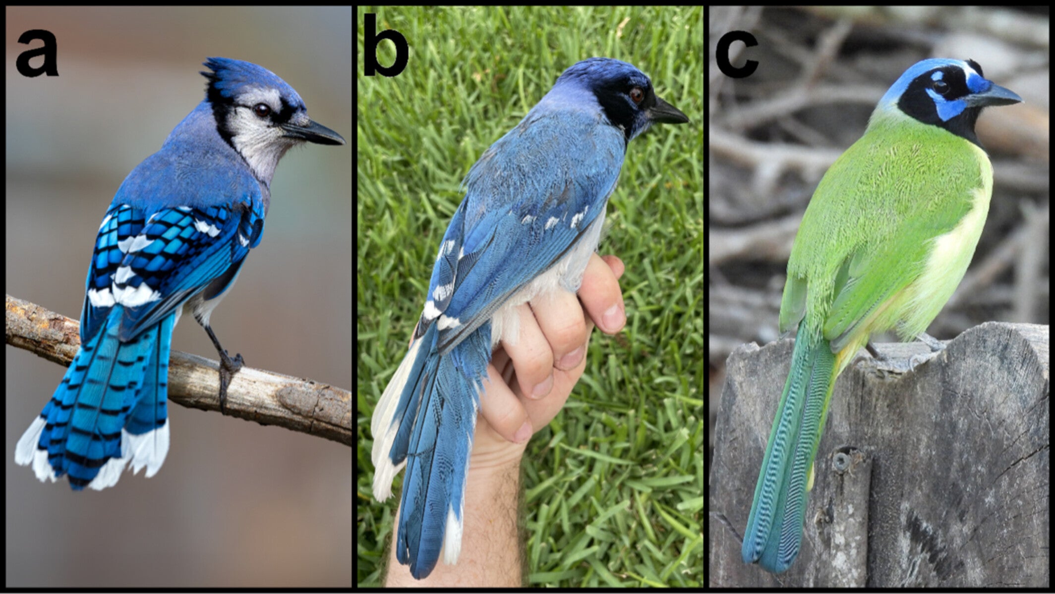 (Center Panel) A rare hybrid bird identified in a suburb of San Antonio, Texas (CREDIT: Brian Stokes). (Left Panel) Male blue jay (CREDIT: Travis Maher/Cornell Lab of Ornithology/Macaulay Library). (Right Panel) Female green jay (CREDIT: Dan O’Brien/Cornell Lab of Ornithology/Macaulay Library)