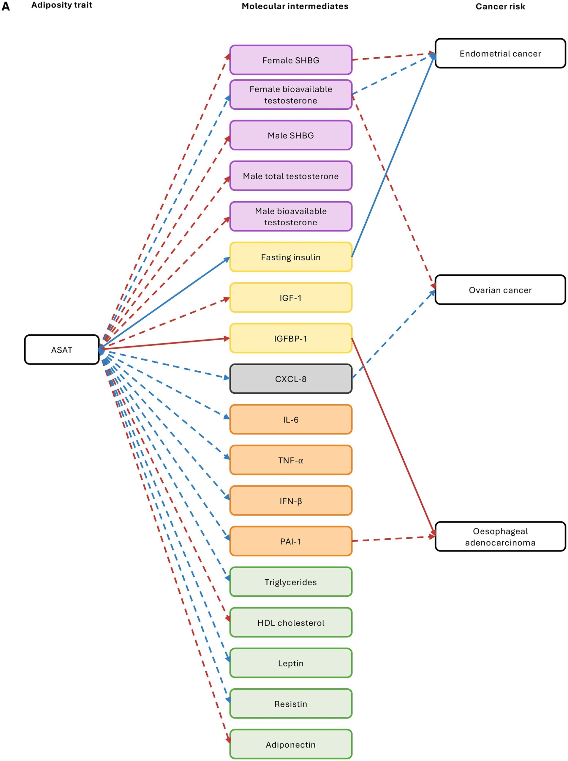 Schematic showing the results from MR analyses of adiposity measures on molecular traits, and molecular traits on cancer risks (overall only, ie, not including cancer subtypes / subsites).