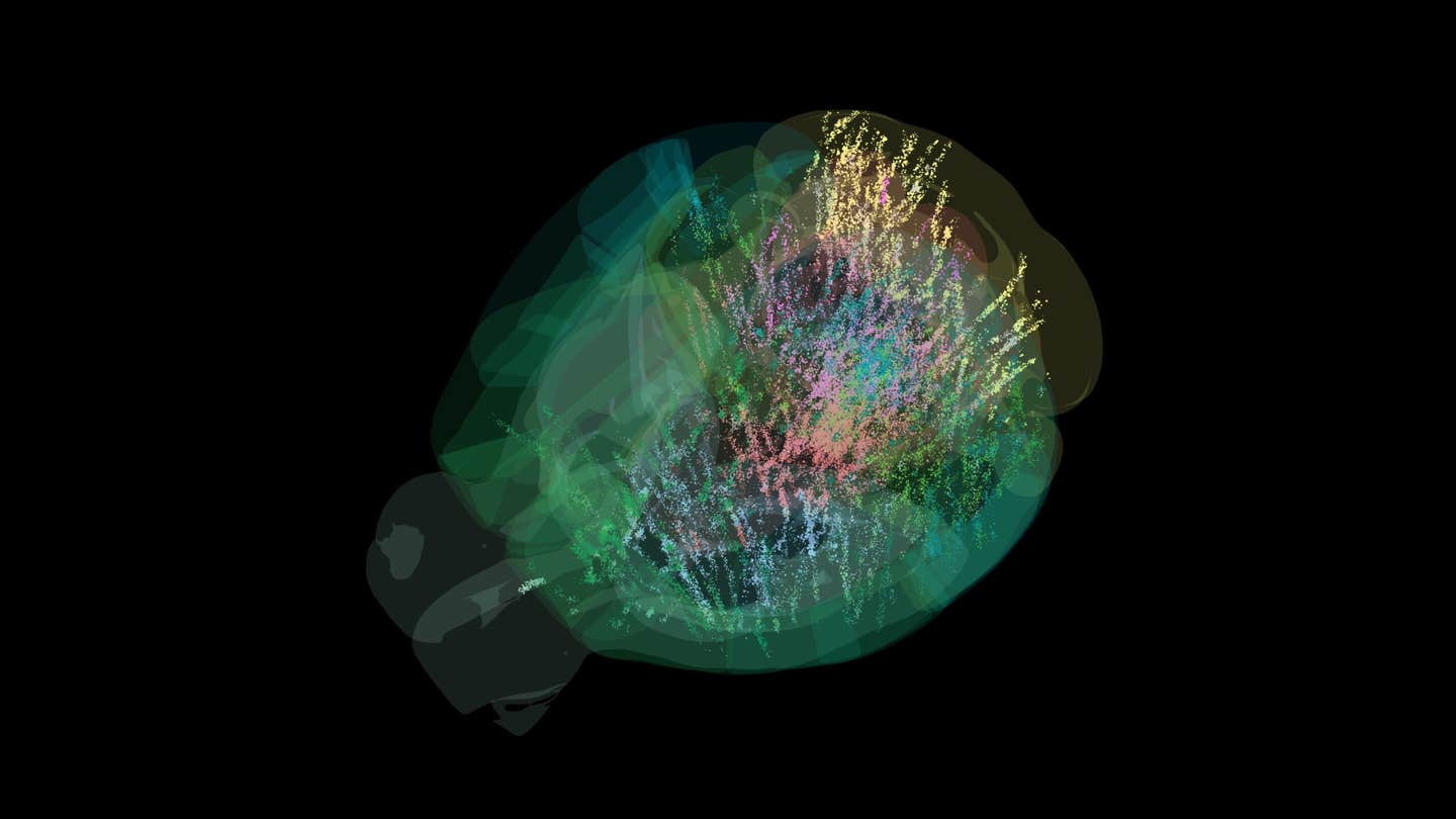 Visualization of 75,000 neurons (colored dots) active across the brain of an adult mouse across different stages of a decision-making task. Dot size reflects a cell’s average firing rate, such that larger dots indicate more active neurons. The color of each dot represents a different grouping of related brain regions. Data collected as part of the International Brain Laboratory’s effort to create a whole-brain map of behavior.