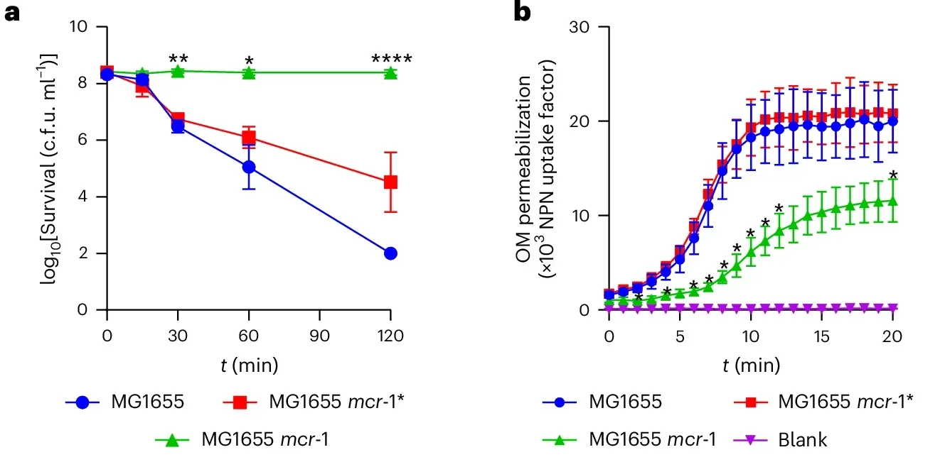PmB lethality requires metabolic activity and is associated with significant morphological changes to the cell surface.
