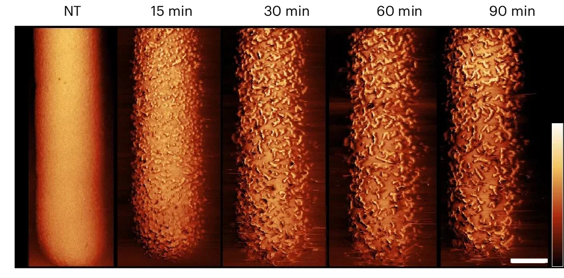 AFM phase images showing stationary-phase E. coli exposed to 2.5 µg ml−1 PmB and 10 mM EDTA in MM. Scale bar, 250 nm; phase scale (scale inset in image at t = 90 min), 5 deg.