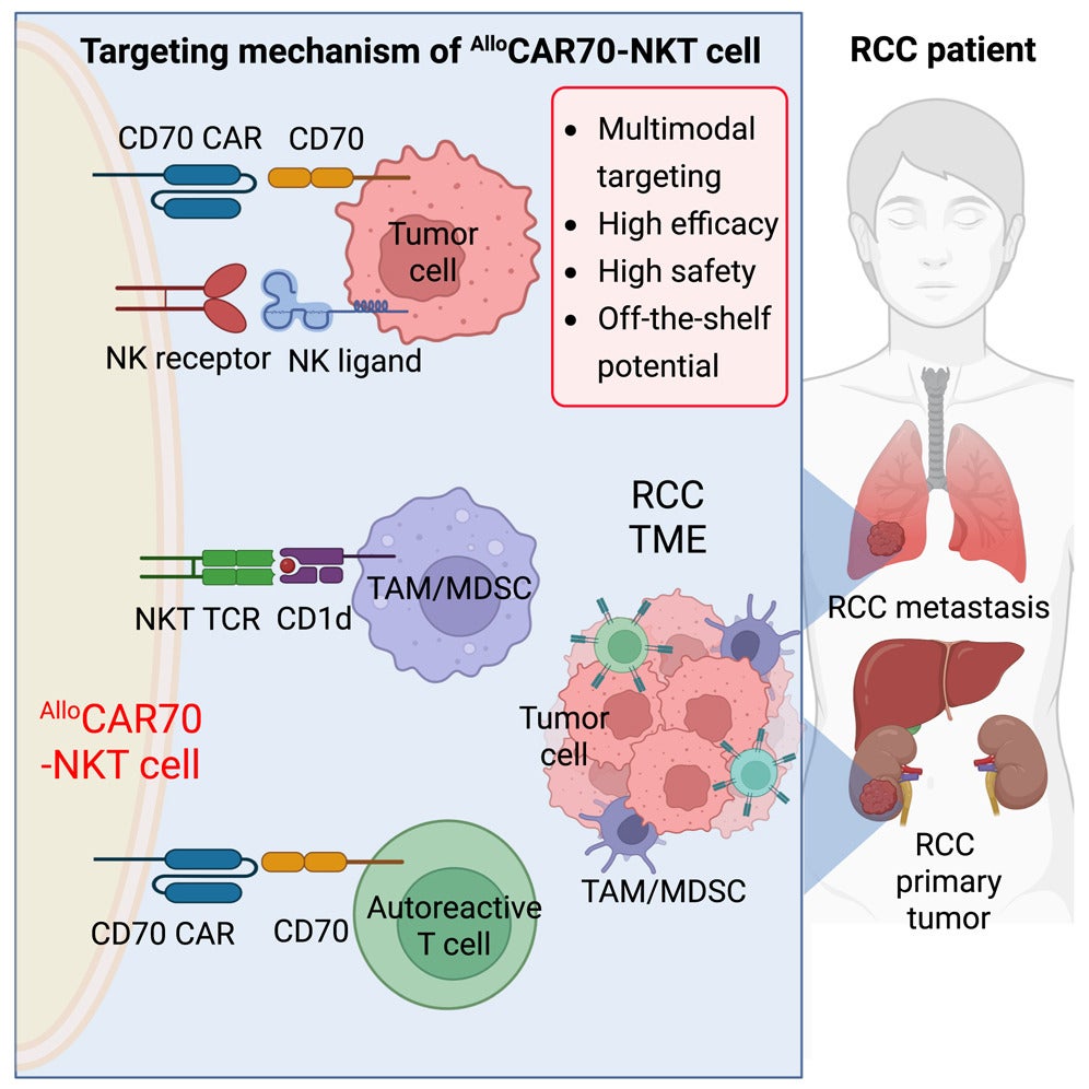 A graphical abstract of the study. 