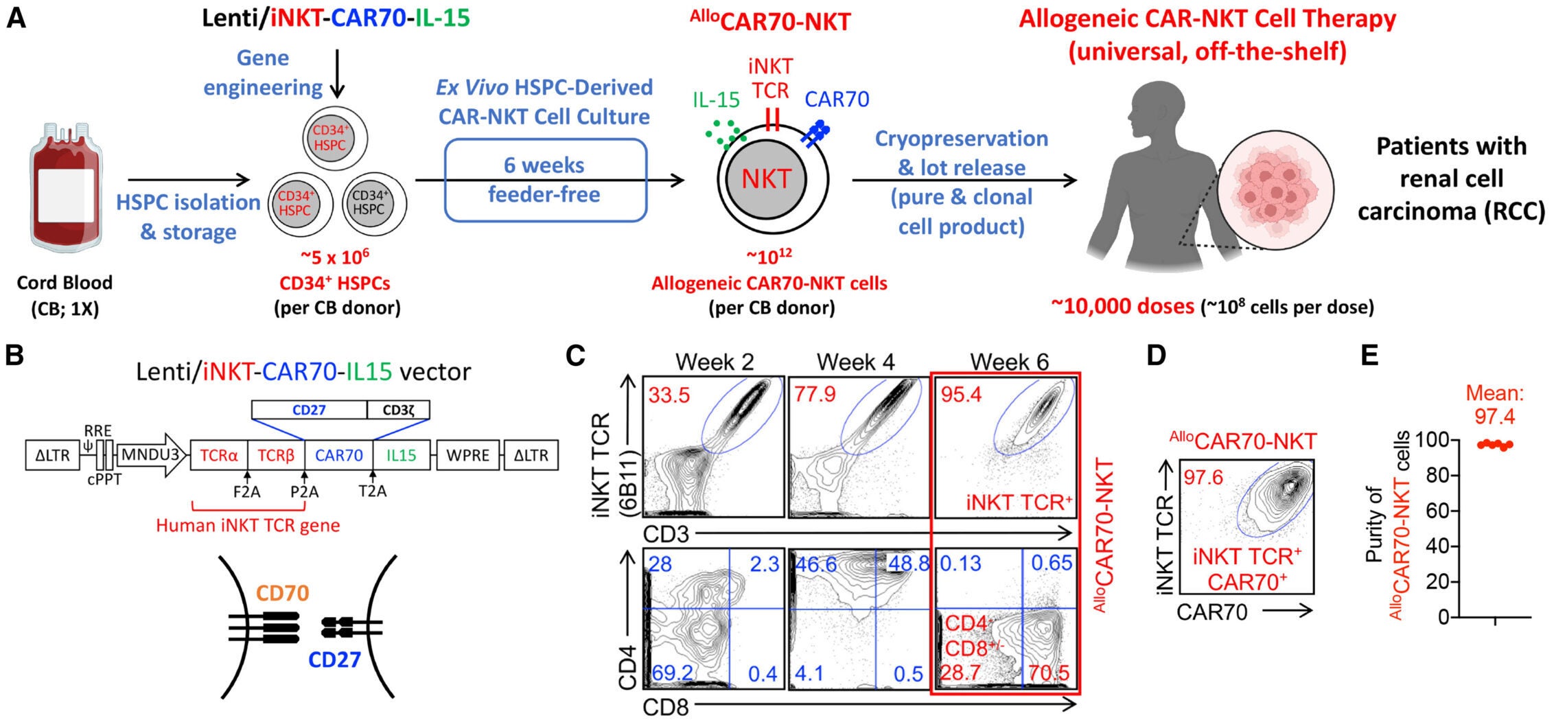 Generate HSPC-engineered AlloCAR70-NKT cells with high yield, high purity, and no fratricide risk.