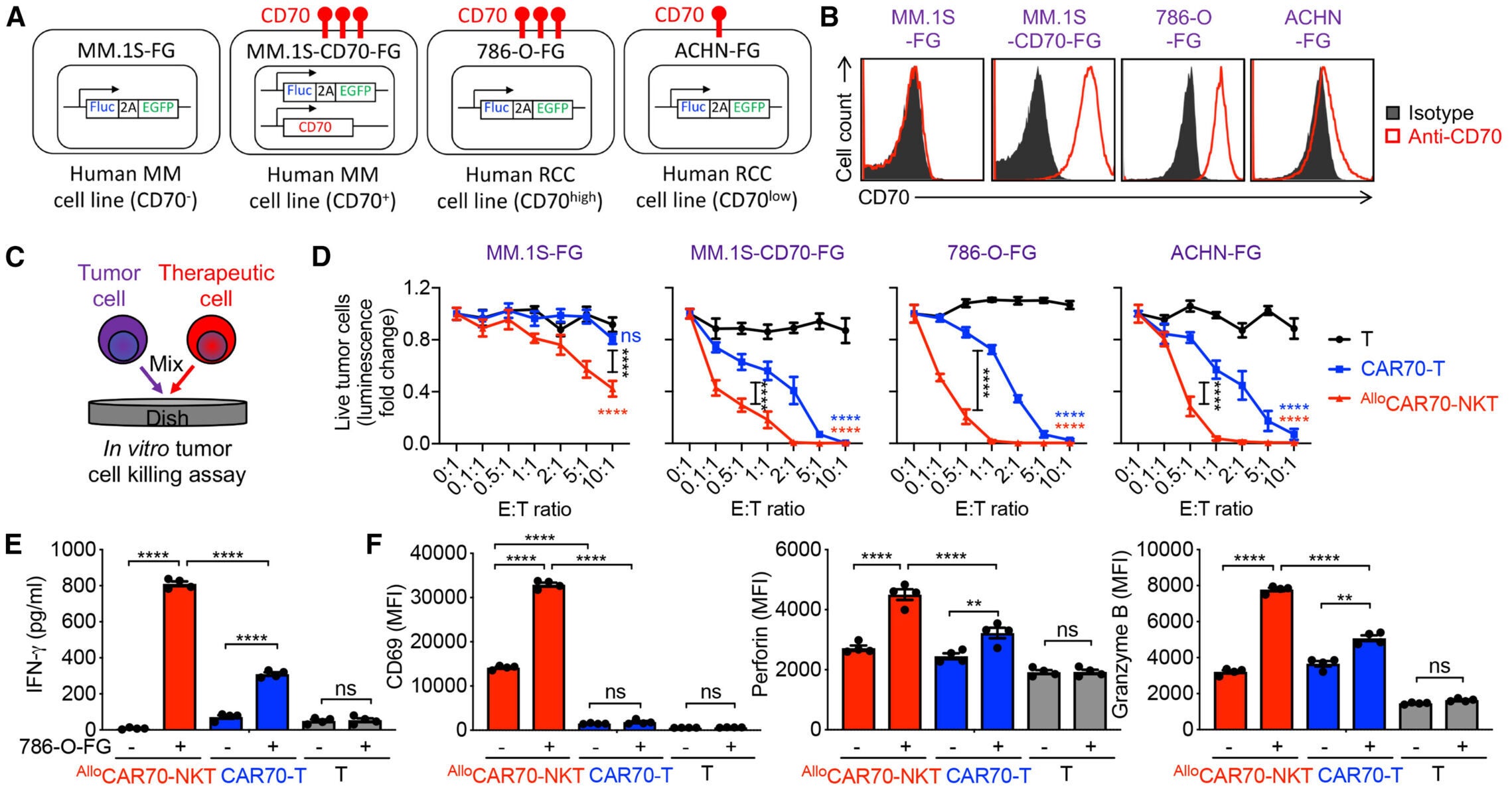AlloCAR70-NKT cells exhibit potent antitumor activity and engage multiple tumor-targeting mechanisms against RCC tumor cells