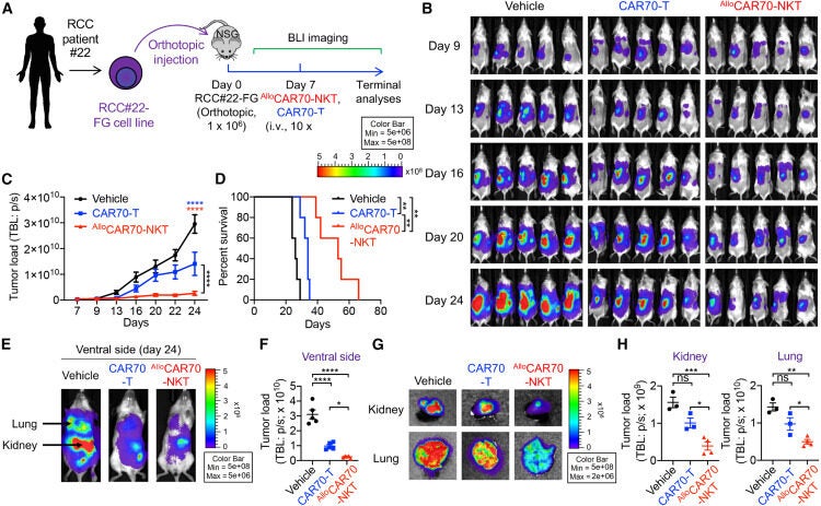 AlloCAR70-NKT cells demonstrate superior antitumor efficacy, tumor homing, and enhanced effector and cytotoxic functions in an RCC patient-derived xenograft orthotopic mouse model