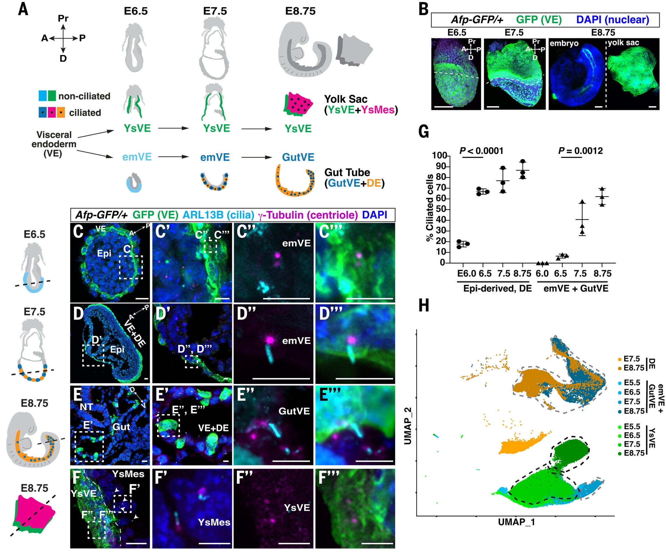 VE-derived emVE cells form cilia during intercalation with DE to form the gut.