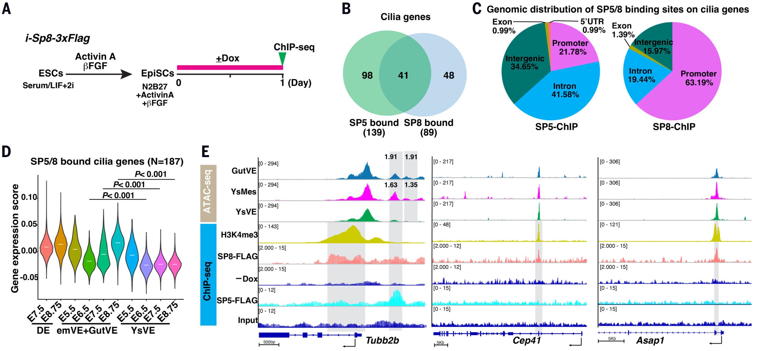 SP5 and SP8 bind and activate cilia genes.