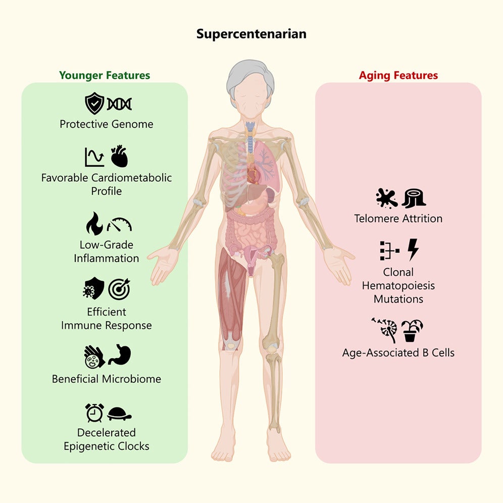 Graphical abstract highlighting the features that define supercentenarians. 