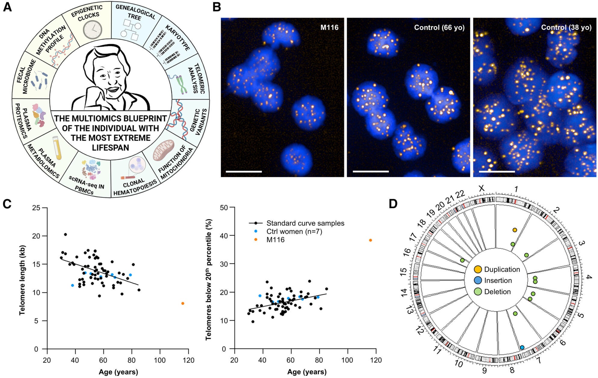 Chromosomes and genes: Genomics studies for telomeres, structural variations, and genetic variants of interest in the supercentenarian