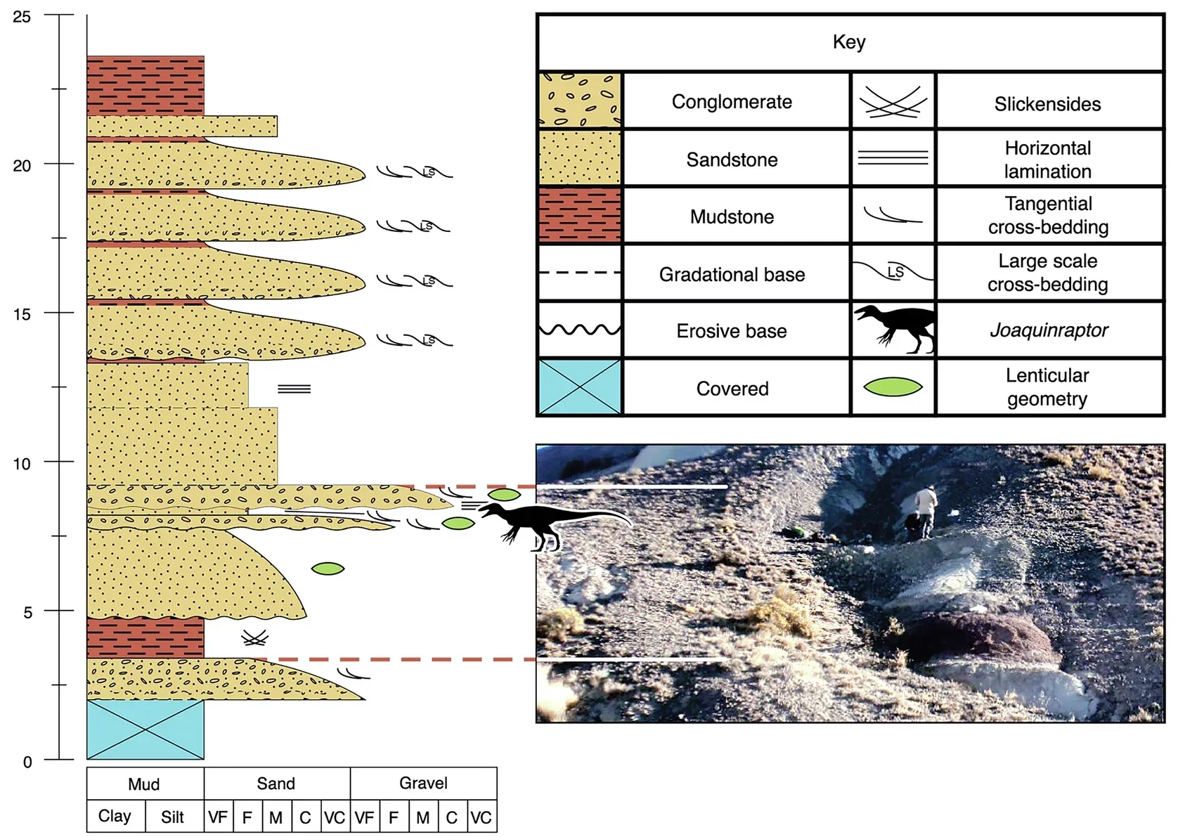 Stratigraphic column and photograph of Valle Joaquín showing the position of the horizon of the Lago Colhué Huapi Formation that yielded Joaquinraptor.