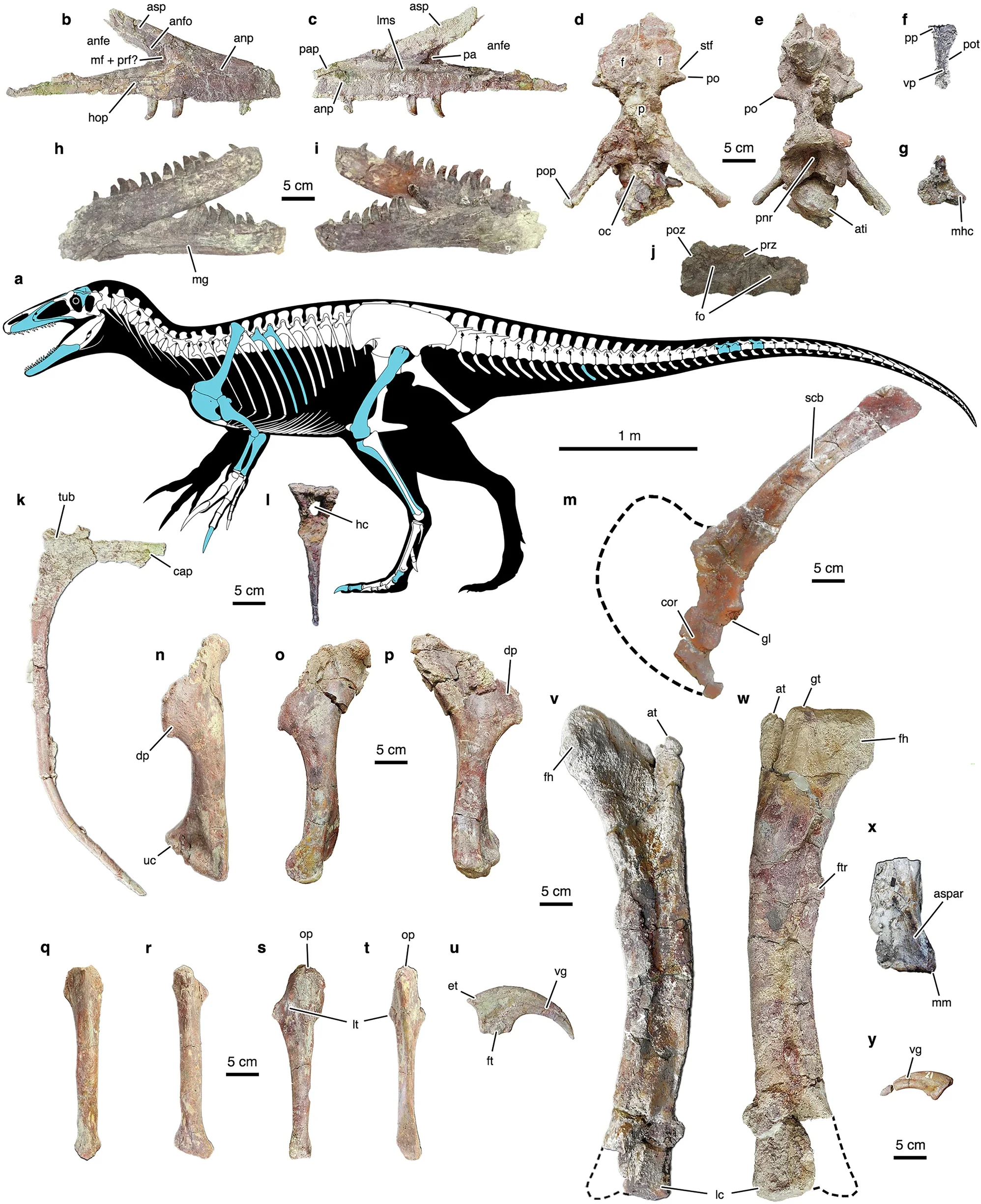 Osteology of Joaquinraptor casali gen. et sp. nov.
