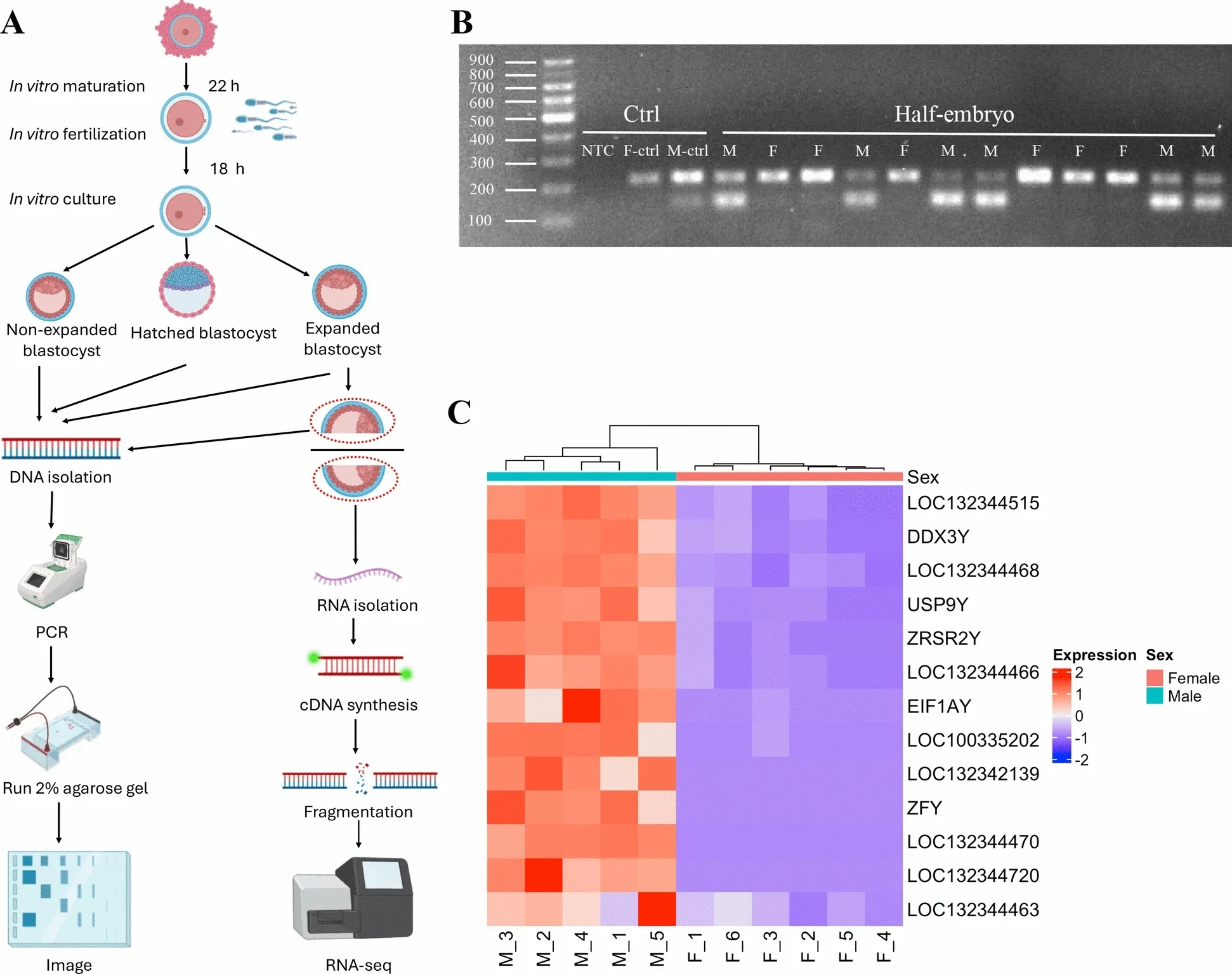Overview of embryo sex determination.