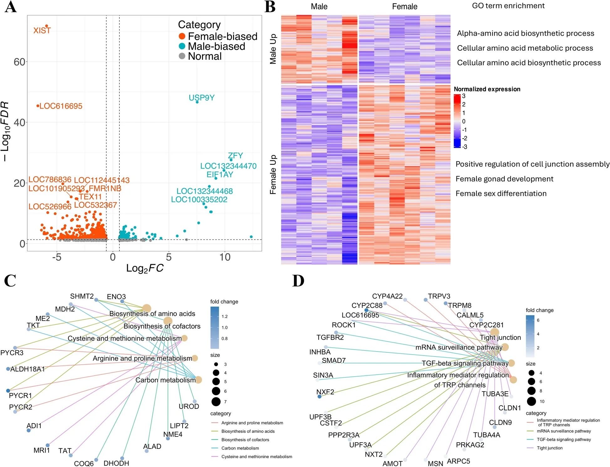 Sex-biased genes of bovine expanded blastocysts and functional enrichment. A Volcano plot showing all DEGs between male and female expanded blastocysts (BL).