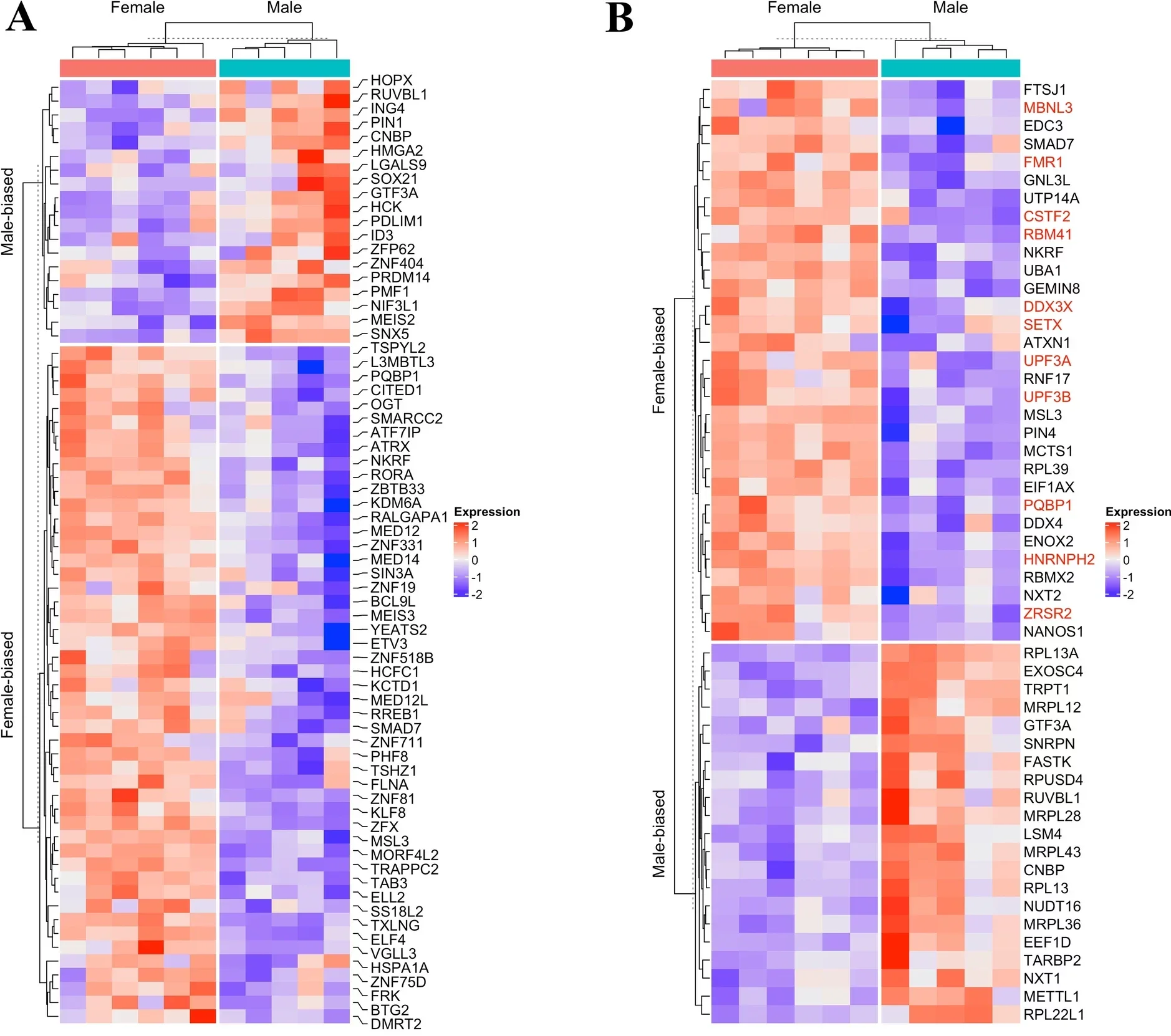 Heatmaps of Sex-biased transcription regulators and genomic distribution of DEGs.