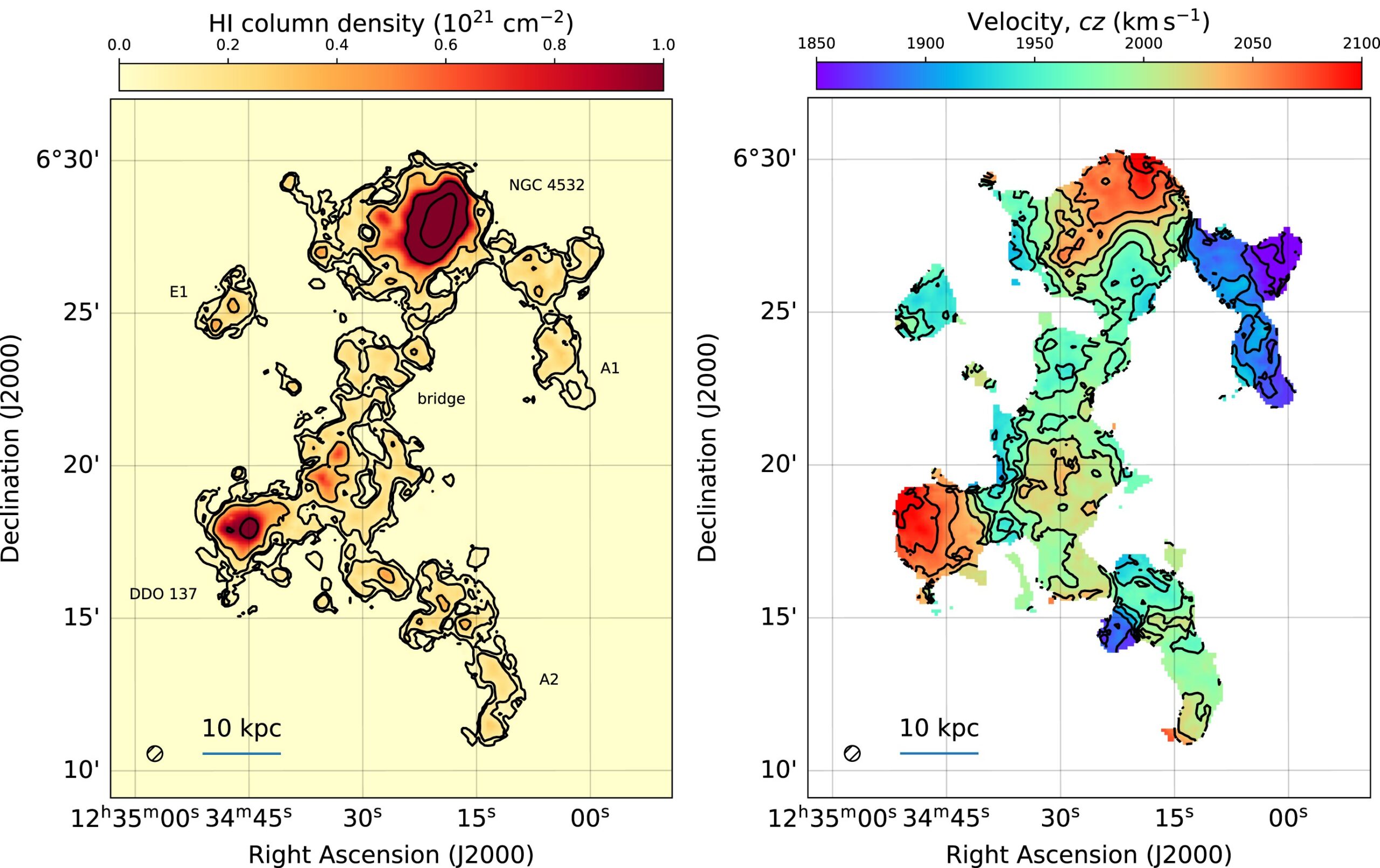 Left: the WALLABY HI column density image of the NGC 4532/DDO 137 system (also known as WALLABY J123424+062511). Right: the mean HI velocity field with contours levels evenly spaced.