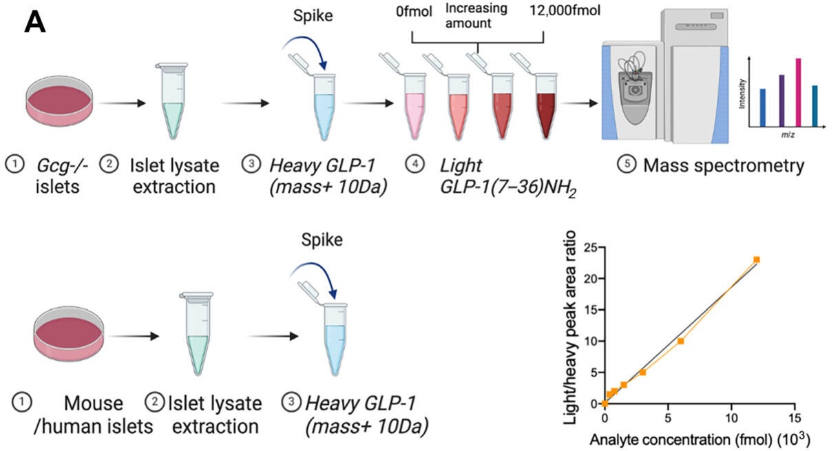 MS-based assay for quantifying levels of active GLP-1 [GLP-1(7–36)NH2] in islets.