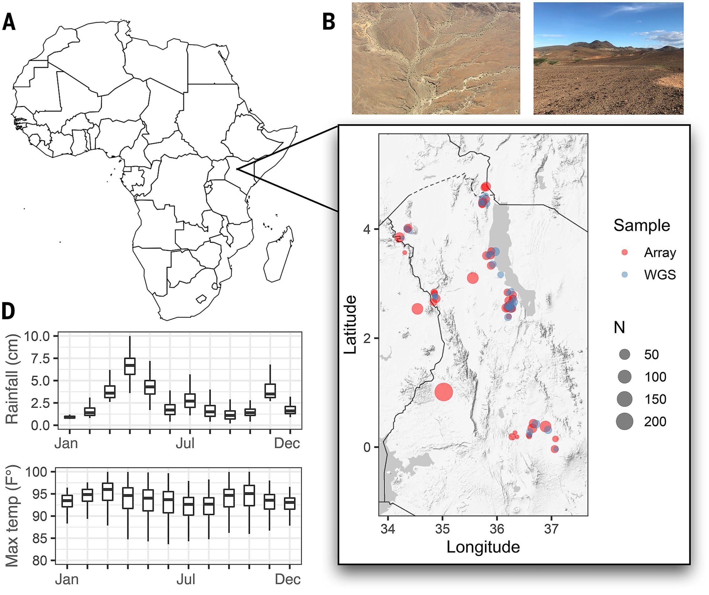 Map of Africa with an inset showing northwest Kenya (the present-day homelands of the Turkana people). Dots indicate where samples were collected for this study, for both WGS and array genotyping.