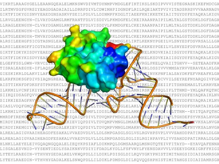 A 3D image of viral RNA interacting with host protein created by the ProRNA3D-single tool.