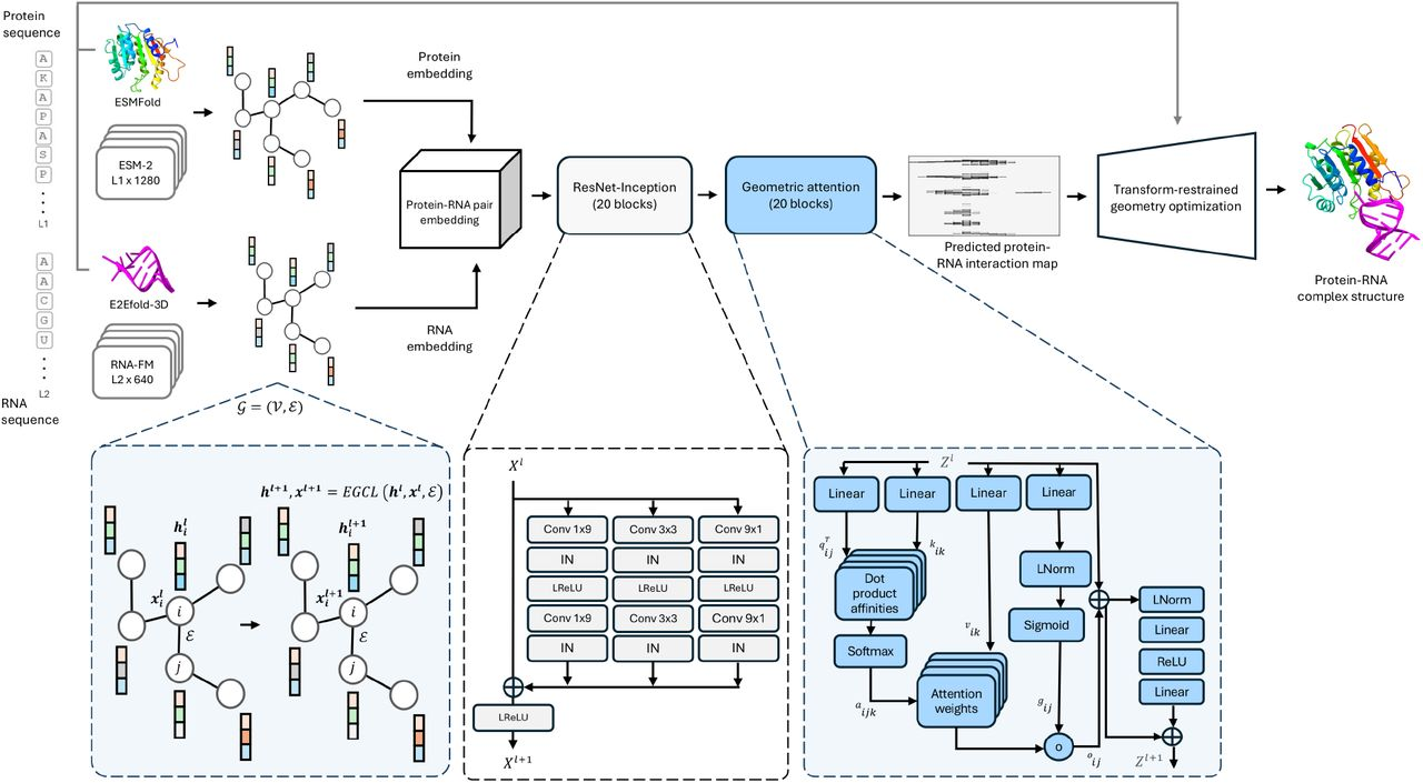 Illustration of ProRNA3D-single method for single-sequence protein-RNA complex structure prediction