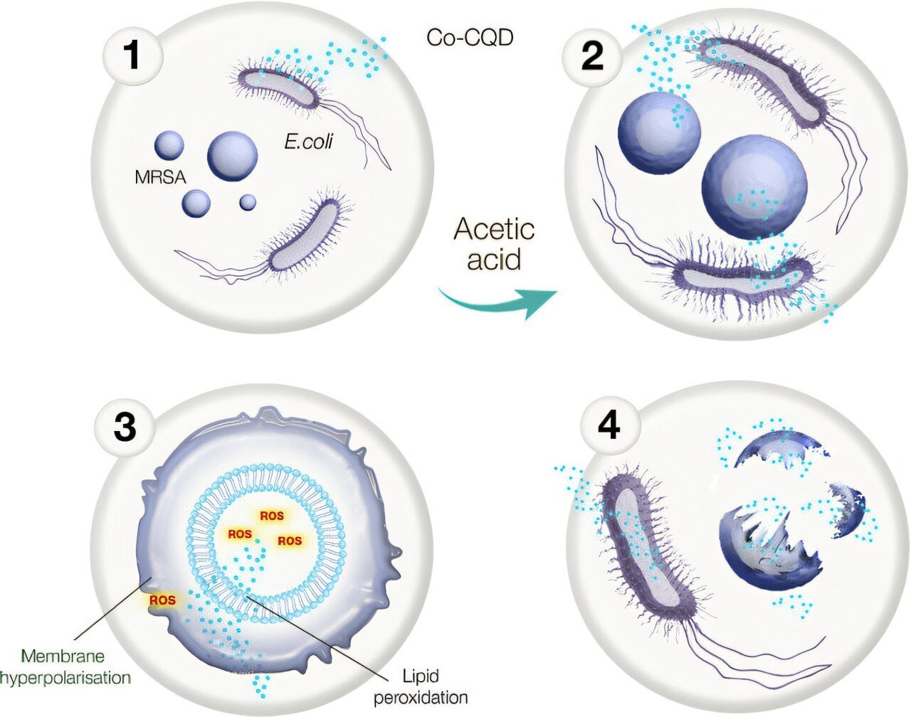 Graphical abstract: Researchers have developed cobalt-doped carbon quantum dot nanoparticles that work together with mild acetic acid, creating a potent synergistic antimicrobial therapy.