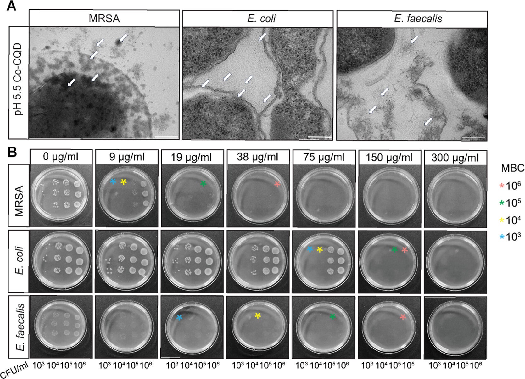 Co-CQD translocation into cells and antibacterial activity on solid surfaces.