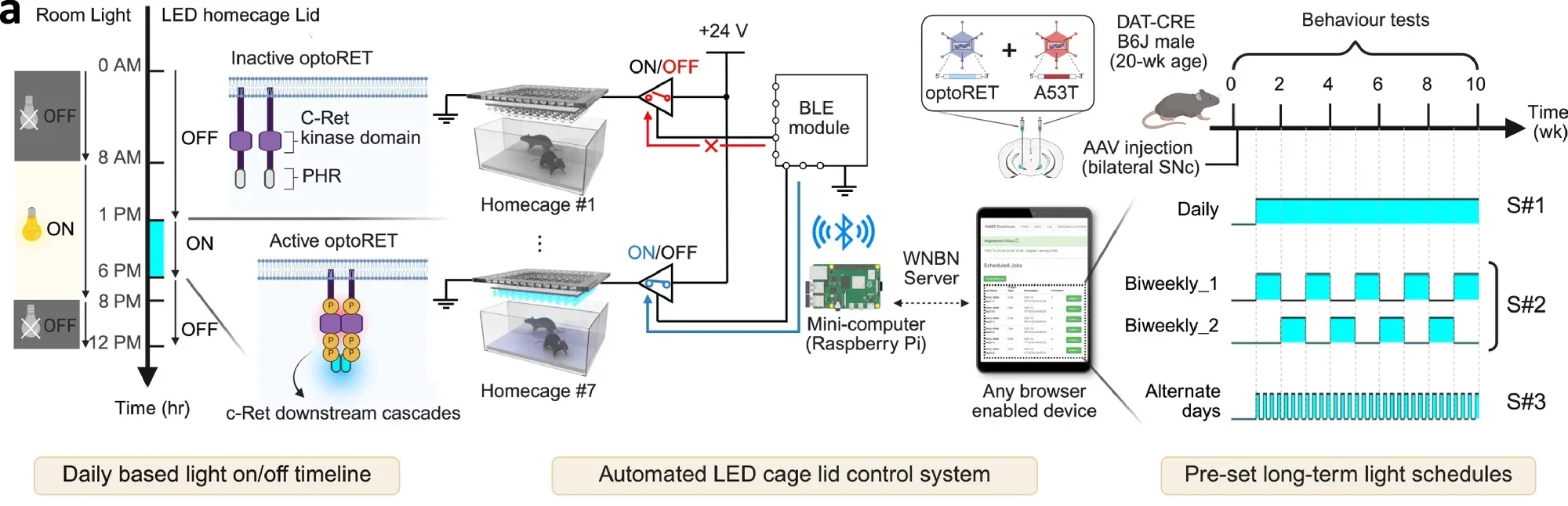 Evaluation of optoRET in alleviating PD symptoms and neurodegeneration.