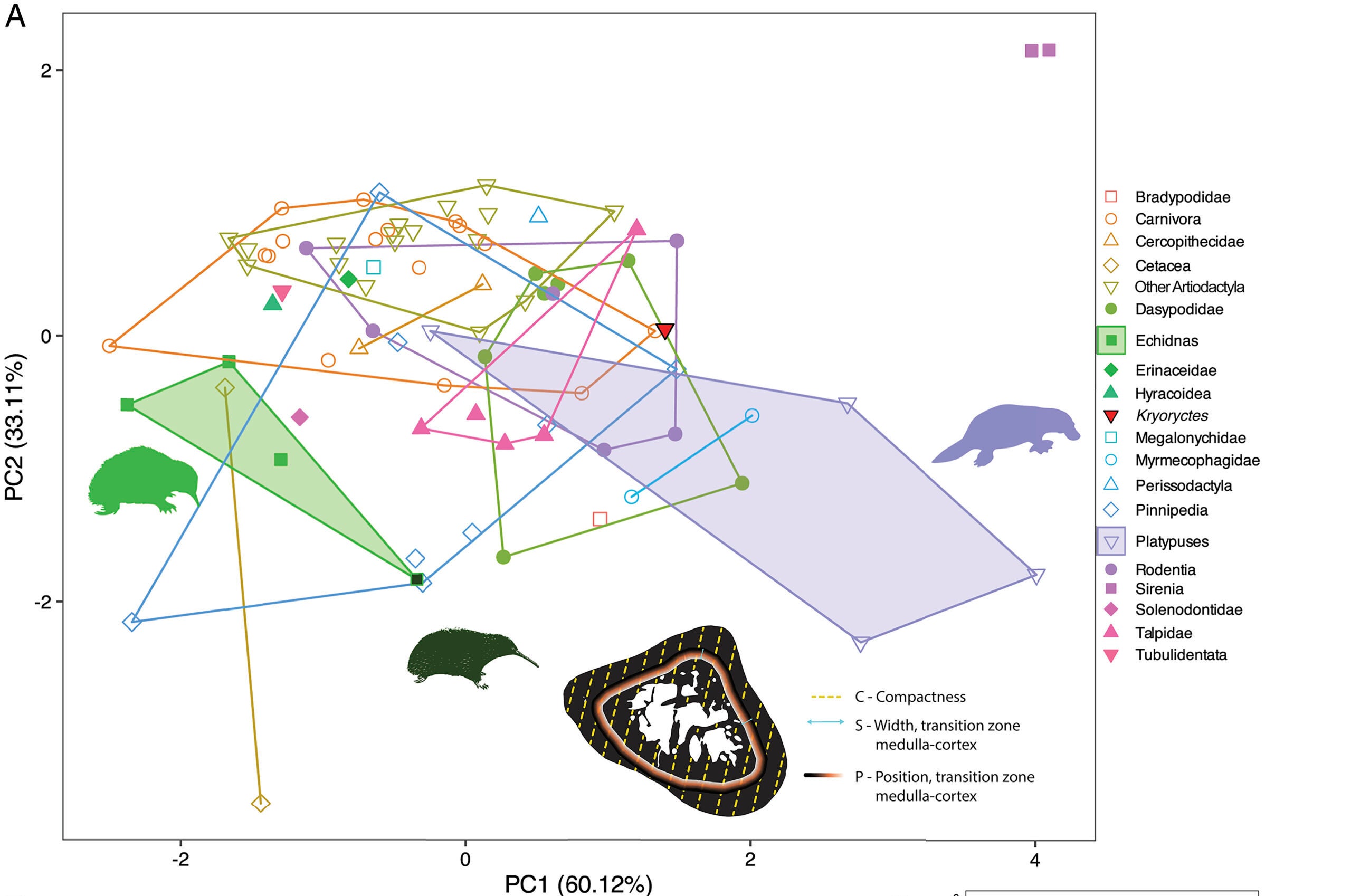 Bone microstructure attributes of Kryoryctes compared with extant mammals.