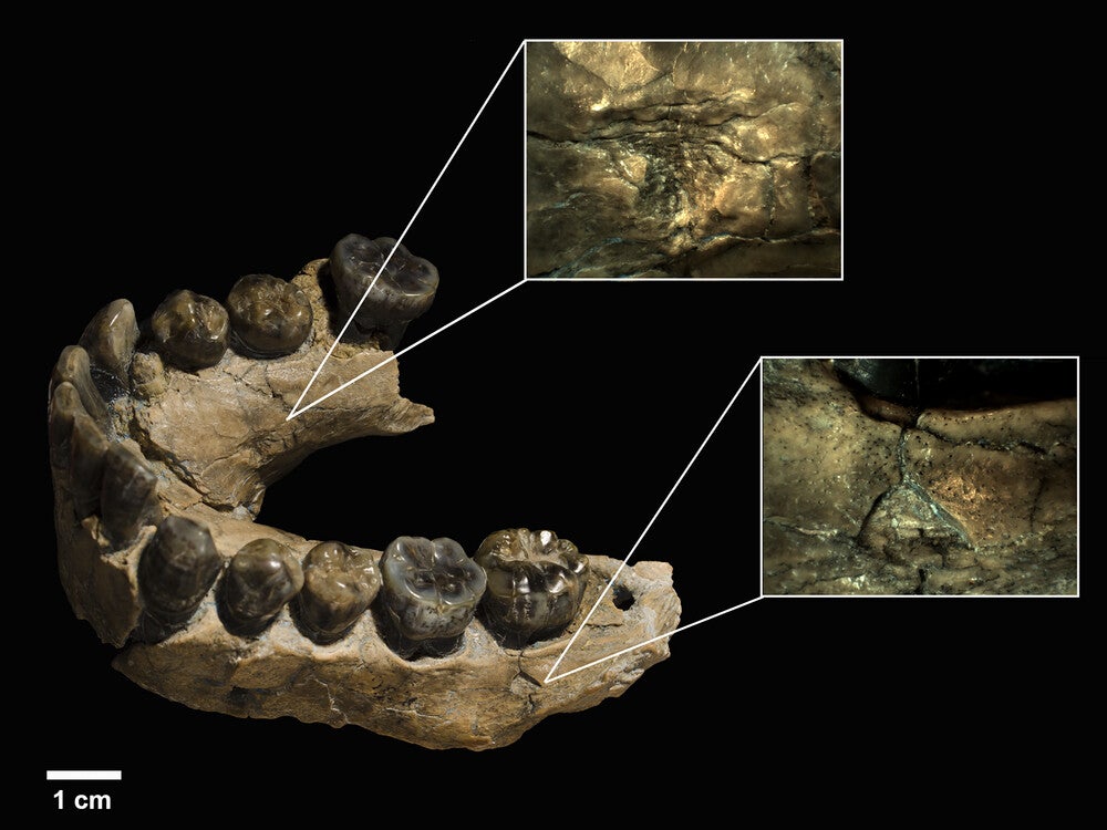 OH 7 mandible with the two tooth pits that were documented and magnified separately.