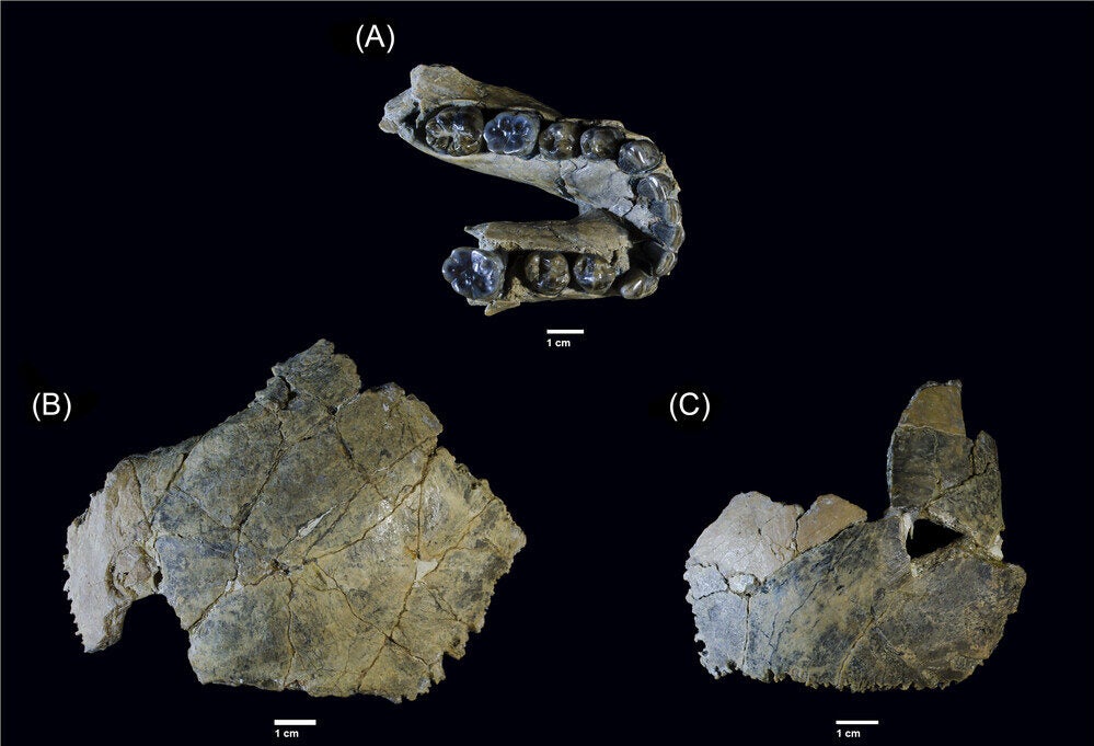 OH 7 bones stored at the National Museum of Tanzania in Dar es Salaam. (A) Mandible. (B) Left and (C) right parietal bone.