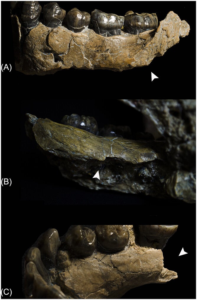 Detail of the OH 7 mandible showing green breakage. (A) Green fracture plane and the tooth mark 1 on the left side. (B) Inferior view of the left mandibular corpus with the crenulated edge. (C) Green fracture plane and the mark 2 on the right side