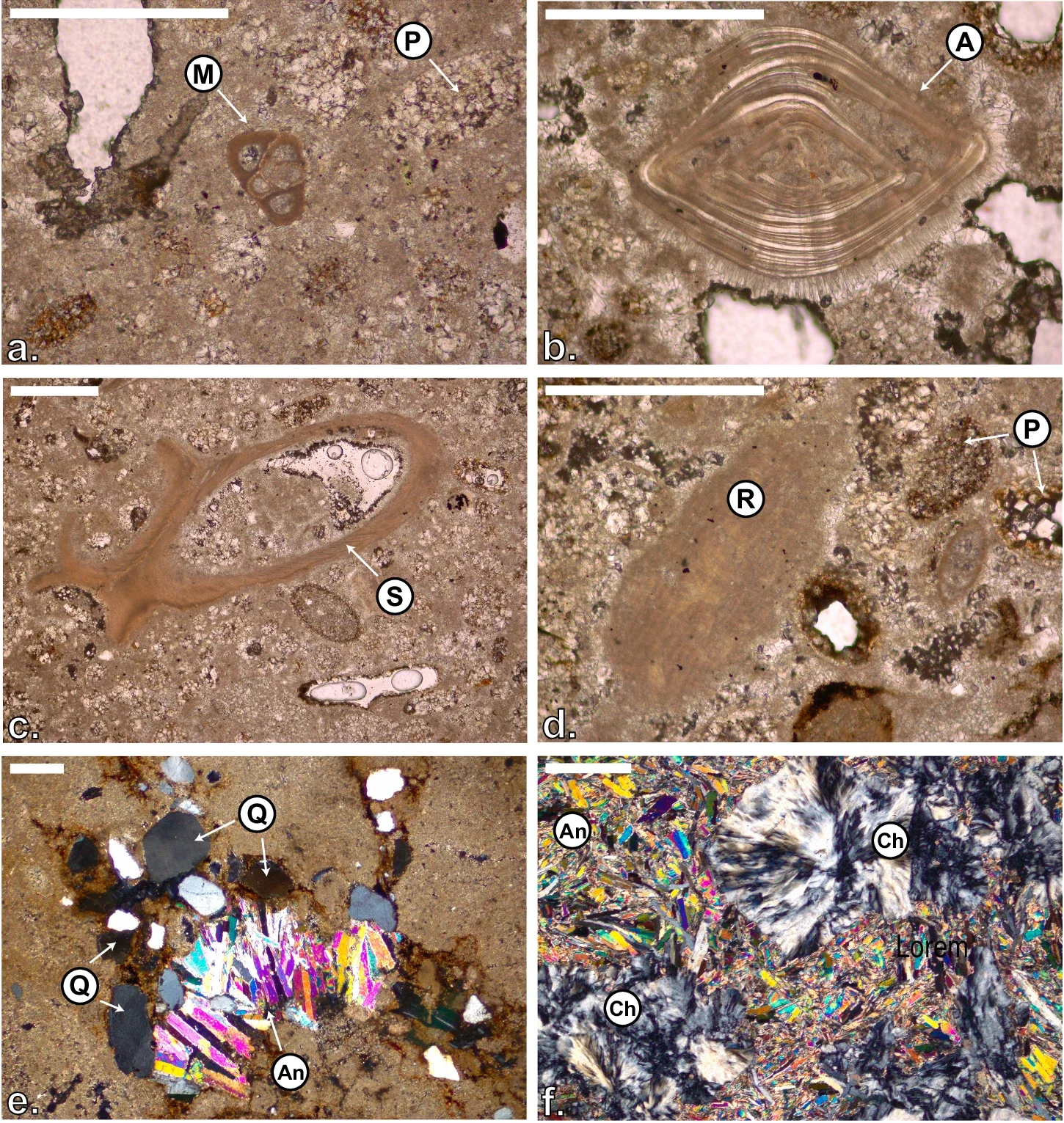 Thin sections of the limestone and anhydrite layers from well A.