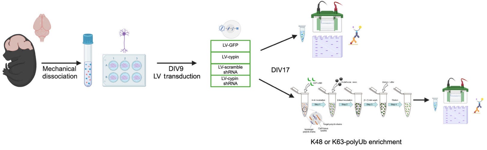 Cypin promotes K63-linked polyubiquitination in developing neurons. Schematic of the experimental design
