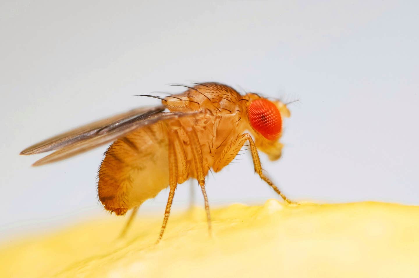 New study reveals how fruit fly gene Zelda controls proper ending of tissue regeneration.