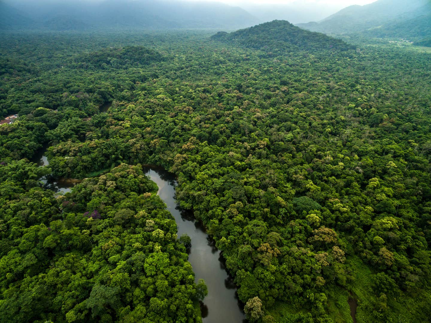 A 30-year study shows Amazon trees are growing larger, strengthening the forest’s carbon sink role