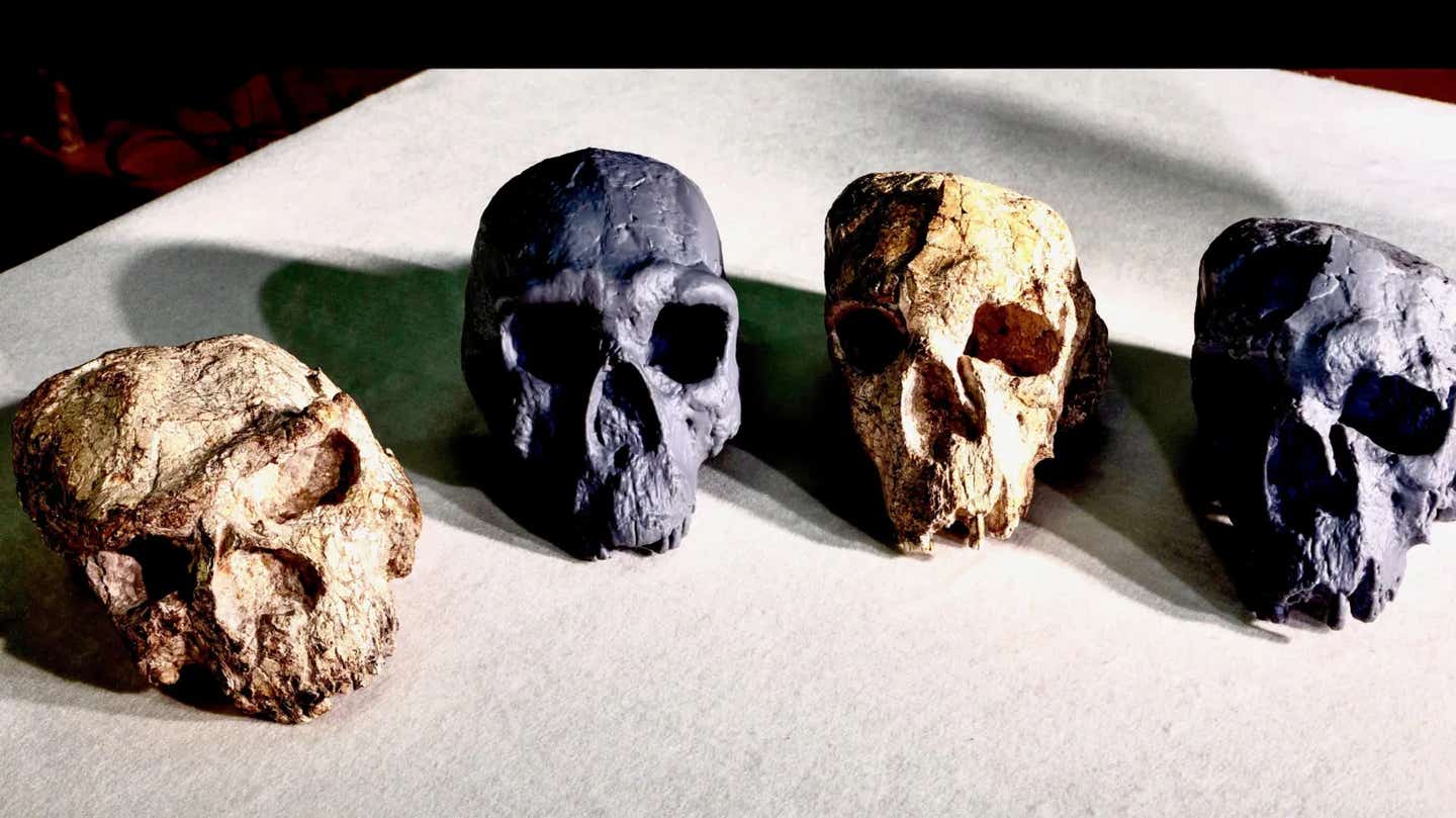 The white skulls are the original, warped fossils, while the grey ones are digitally corrected replicas.