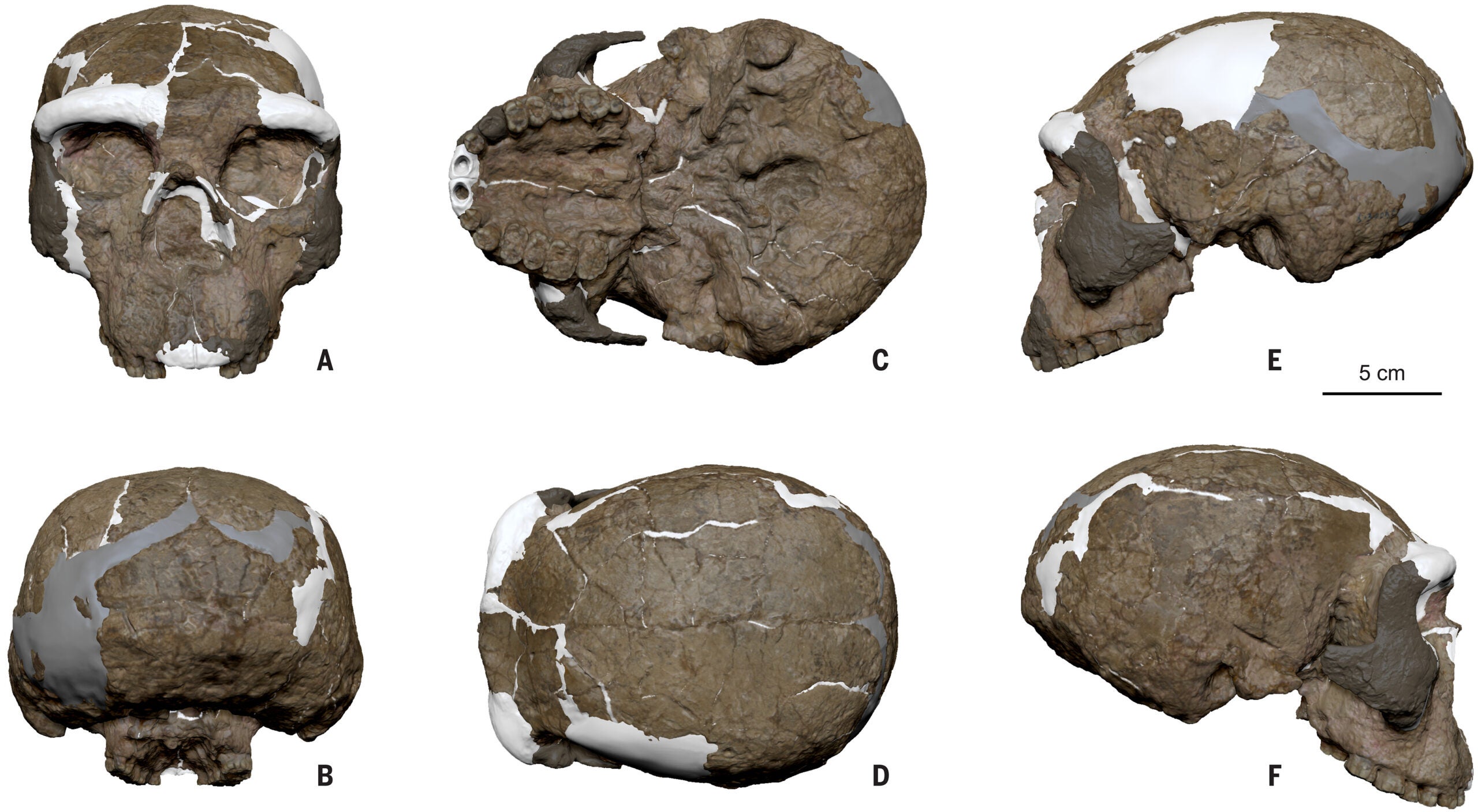 Reconstruction of the Yunxian 2 cranium in standard views.