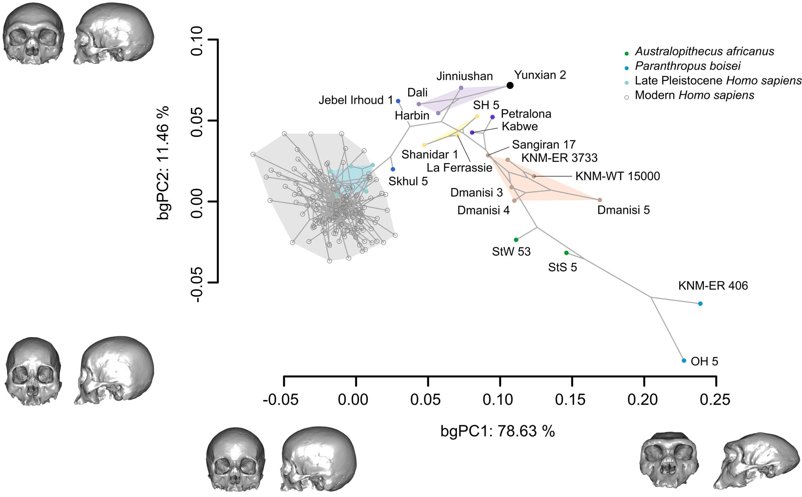 Between-group principal components analysis of the Procrustes superimposed 533 landmarks and semilandmarks for 179 fossil and recent Homo specimens.