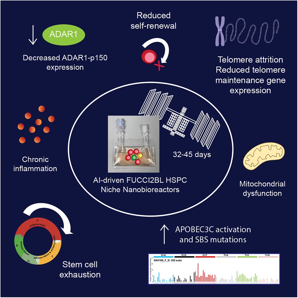 Graphical abstract of the study. Human hematopoietic stem cell (HSC) fitness is predicated on maintenance of dormancy, self-renewal, and multi-lineage differentiation potential that ensures efficient production of all blood lineages throughout life. 
