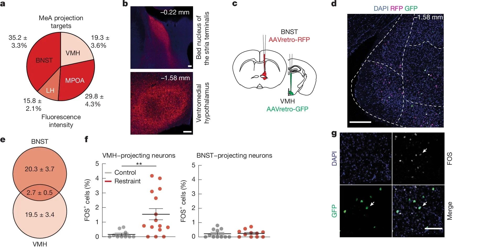 Acute restraint stress activates MeA→VMH neurons but not MeA→BNST neurons.