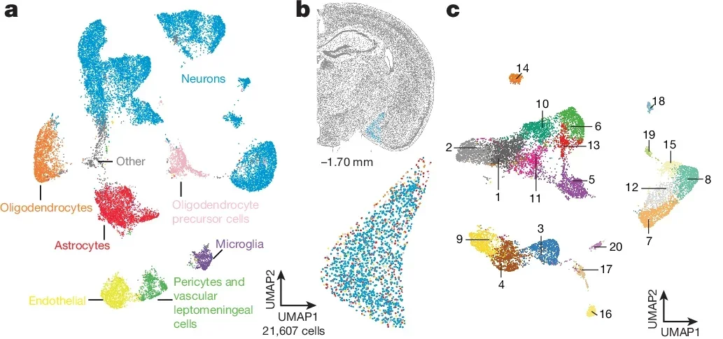 Gene expression in VMH-projecting MeA neurons.