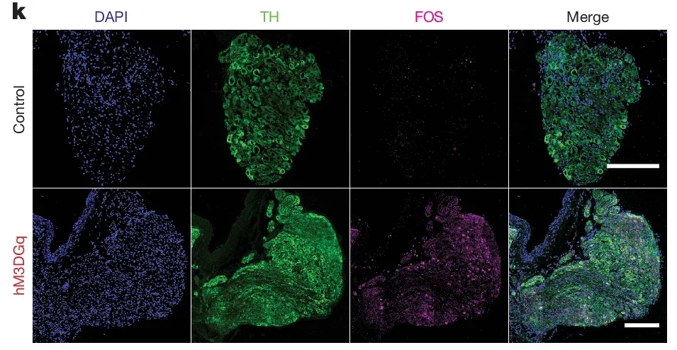 Imaging and quantification of FOS+ cells.