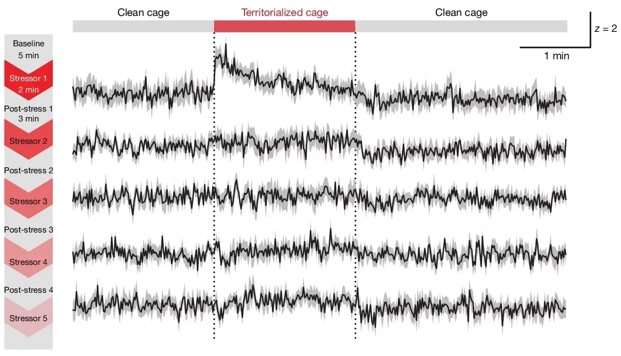 Blunted MeA→VMH neuron activation with chronic stress promotes weight gain and hyperglycaemia.