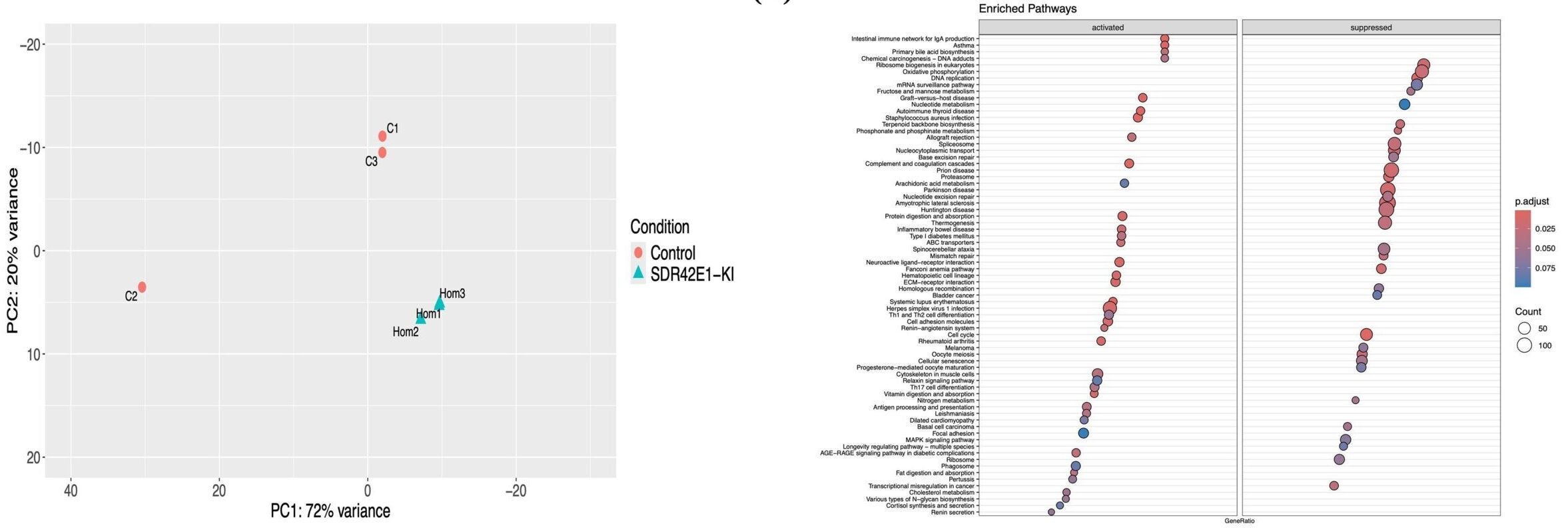 Transcriptomic reveals vitamin D regulation mechanisms in SDR42E1 knock-in model.
