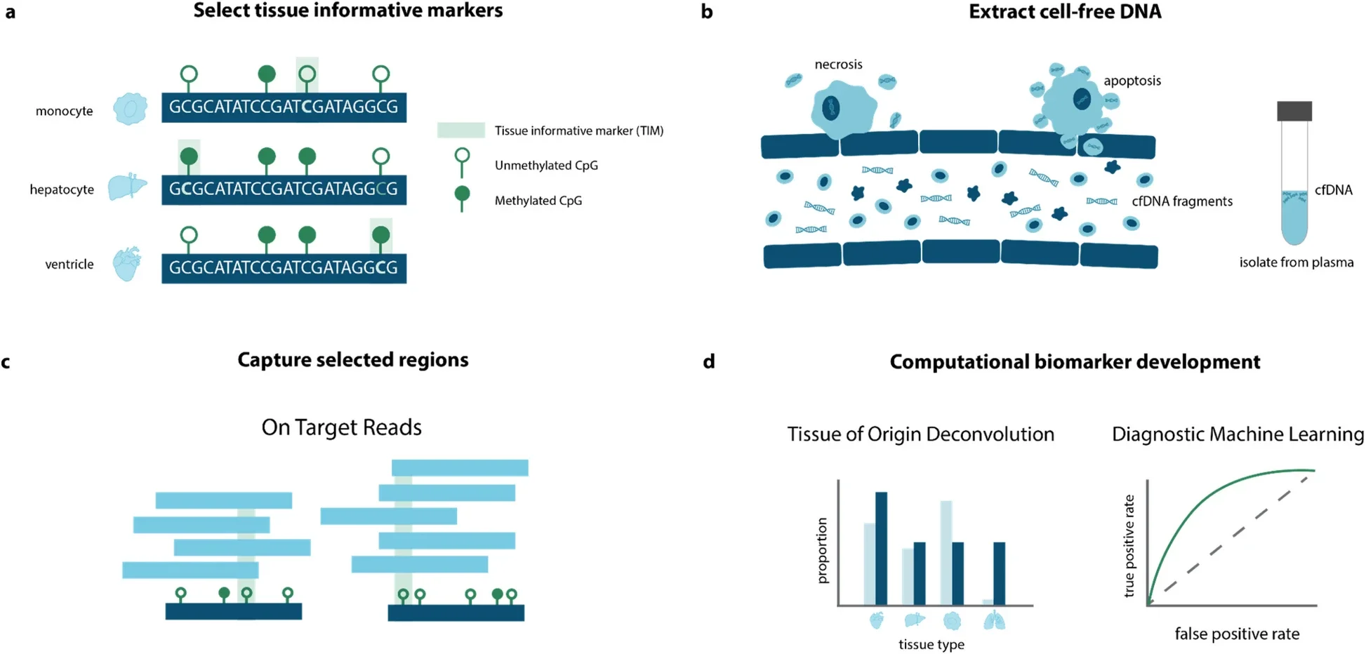 Overview of epigenetic cfDNA biomarker development approach.