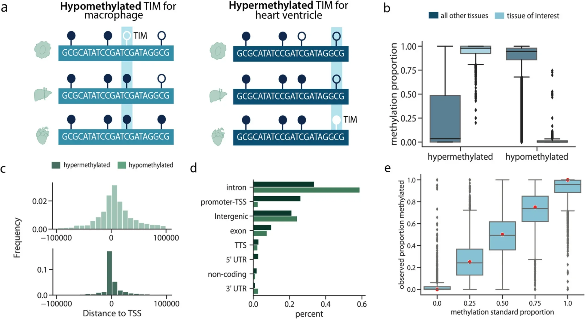The panel was designed to capture both hypomethylated TIMs, which were CpG sites that were less methylated in a tissue of interest relative to other tissues